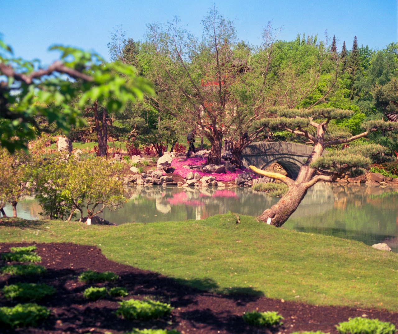 Botanical Garden — sculpted pine and flowering shrubs
